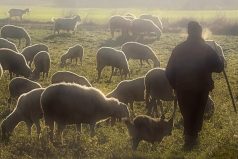 Gardien de troupeau pastoraliste, berger, chien, moutons, chèvres dans la Crau