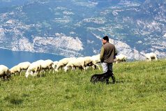 Gardien de troupeau pastoraliste berger avec son chien dans la montagne